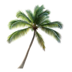 Tropical palm tree isolated on a white backround. cutout and no shadow