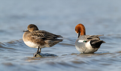 Wigeon Pair: Male Drake and Female Hen in Shallow Waters