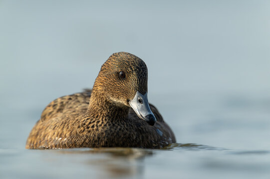 Female Mallard Duck Swimming in Serene Blue Waters