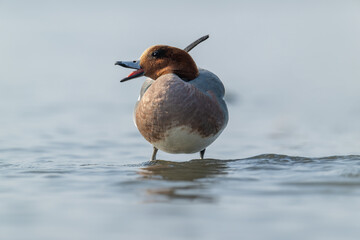 Eurasian Wigeon Drake in Direct Gaze Through Shallow Waters