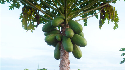 Many papaya fruits grow on a tree with green leaves in a tropical forest