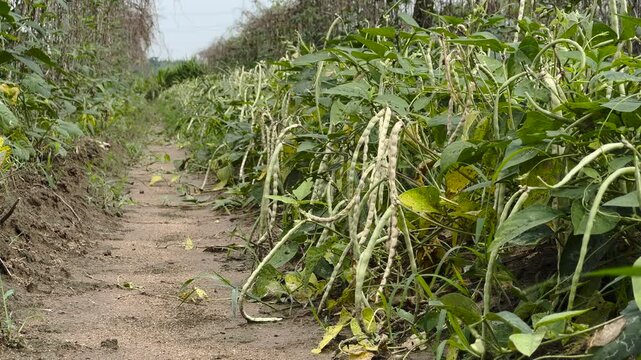 Green bean plant