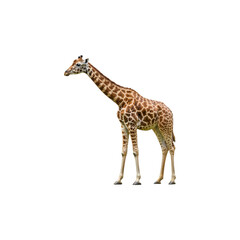 Fototapeta premium Giraffe isolated on transparent background. Giraffe png. Wild life