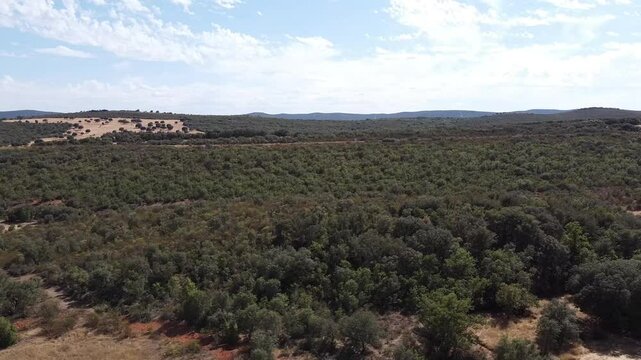 Aerial Drone View of Mediterranean Forest in La Mancha During Summer - 646
