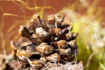 Pontresina Macro - March 2025 - Switzerland