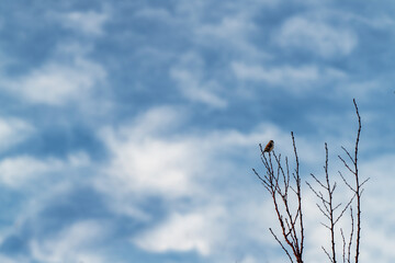 A lonely bird sits on a branch against the blue sky