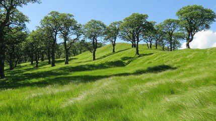 Green grassy hills with trees under a beautiful blue sky