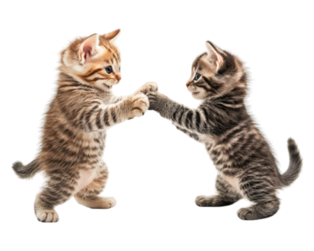 Playful kittens engaging in friendly pawing match, showcasing their adorable antics and lively spirit. Their playful interaction brings joy and warmth to any viewer