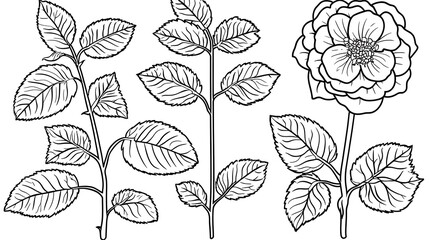 Roses, leaves, branches, white background, botanical art use