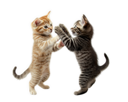 Playful kittens engaging in friendly pawing match, showcasing their energy and curiosity. Their vibrant fur colors add to joyful atmosphere of this delightful scene