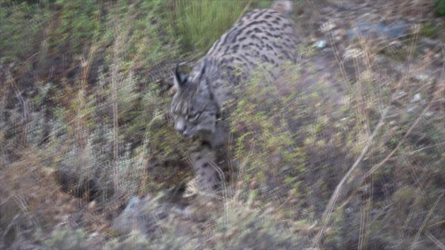 Iberian Lynx Walking Towards the Camera Through the Understory - 721
