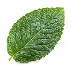 Obraz premium Closeup View of Vibrant Green Mint Leaf with Visible Textures and Patterns