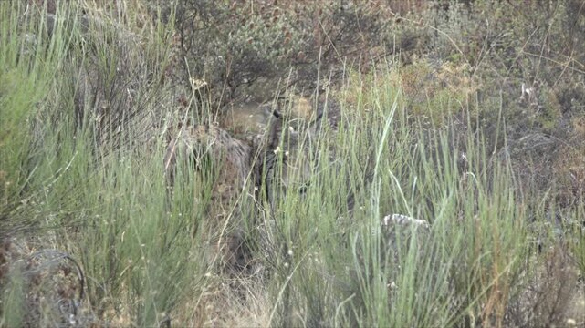 Iberian Lynx Hidden in the Dense Underbrush of the Mediterranean Forest Starting to Walk - 738
