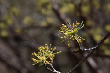 庭のサンシュユ