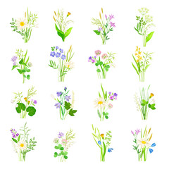 Wildflower and Meadow Flora with Stem Vector Set