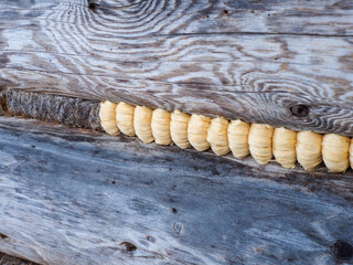 Close-up of Insulation Between Wooden Logs of a Rustic House