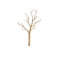 Bare tree, white isolated background