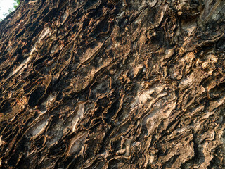 Tree Bark Texture detailed close-up for nature background.