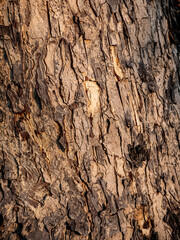 Tree Bark Texture detailed close-up for nature background.