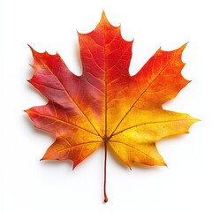 Obraz premium Vibrant Autumn Maple Leaf in Warm Fall Colors