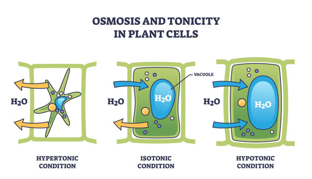 Osmosis and tonicity in plant cells show hypertonic, isotonic, and hypotonic conditions with water movement, transparent background.
