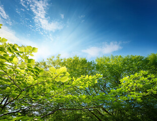 Fototapeta premium Generated image 風にそよぐ新緑
