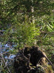 Close-up of Moss-Covered Tree Roots with Fresh Spring Growth in Forest Undergrowth