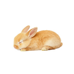 Obraz premium Cute sleeping rabbit with soft fur on a white isolated background.