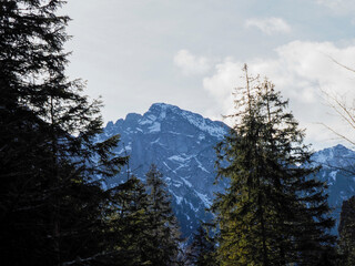 Majestic Mountain Peak Viewed Through Tall Evergreen Trees Against Clear Sky in Alpine Wilderness