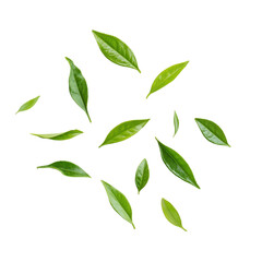 Naklejka premium Fresh green leaves on a white isolated background.