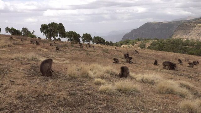 Group of monkeys (gelada baboons) use their hands to dig for food in the mountains of Simien national park in Ethiopia, natural scenery and wildlife in Africa

