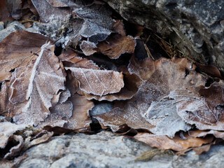 Detailed macro view of layered rock textures with dry autumn leaves showing natural contrast and geological patterns