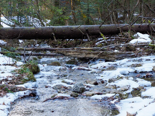 Melting Snow Flowing Through Forest Stream with Fallen Logs in Early Spring Wilderness