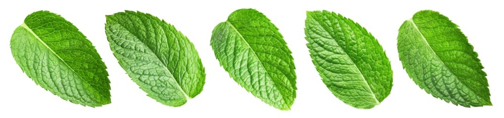 Green mint pepper leaf isolated on white. Fresh mint leaf. Pepper mint clipping path. Full depth of field