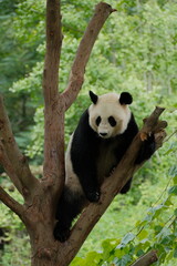 Giant Panda Playing in Chengdu