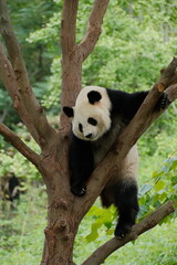 Giant Panda Playing in Chengdu