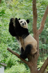 Giant Panda Playing in Chengdu