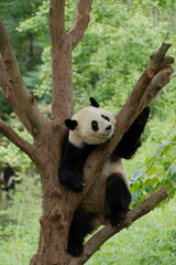 Fototapeta premium Giant Panda Playing in Chengdu