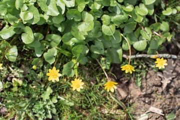 Bright yellow wildflowers blooming among lush green leaves in a natural setting, top view. This vibrant spring scene symbolizes renewal, nature, and ecological beauty.