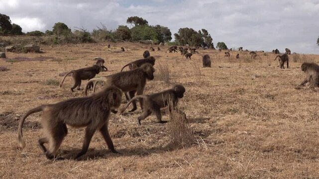 Slow motion of walking troop of bleeding-heart baboons (gelada) in Simien national park in Ethiopia, natural scenery and wildlife in Africa
