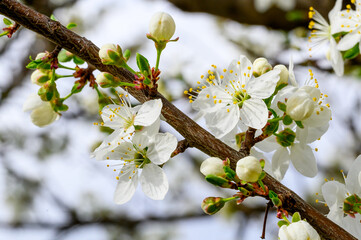 cherry blossom in spring