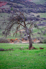tree in the field