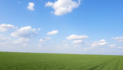 Obraz premium Serene Green Field Under a Blue Sky
