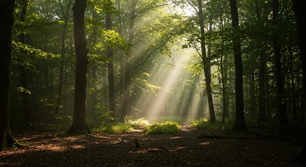 Obraz premium The sun is shining through the trees, casting a warm glow on the forest floor