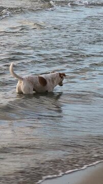 Un chien blanc tachet&eacute; de brun a mis les pieds dans la mer et profite de cette belle journ&eacute;e d'automne. La brise matinale cr&eacute;e de douces vagues rythm&eacute;es. Vid&eacute;o film&eacute;e en septembre &agrave; Varna, Bulgarie.