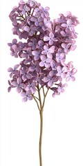 Delicate Lilac Blooms on Stem with Soft Purple Petals Perfect for Spring Floral Arrangements and Decorations