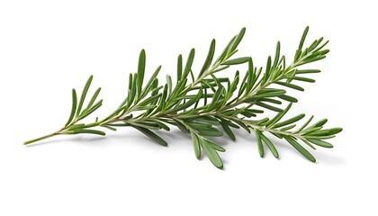 Fototapeta premium Fresh Rosemary Sprig Isolated on White Background for Culinary Use