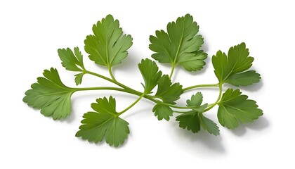 Fresh Parsley Sprig on White Background for Culinary Use