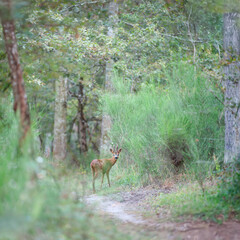 Roe deer buck on a forest path next to a scotch broom tuft. Capreolus capreolus, Cytisus scoparius, Sologne, Loiret 45, région Centre Val de Loire, France, European Union, Europe
