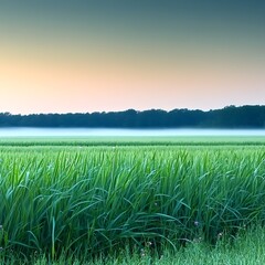Fototapeta premium Expansive field of tall grass gently swaying in the breeze under a bright blue sky